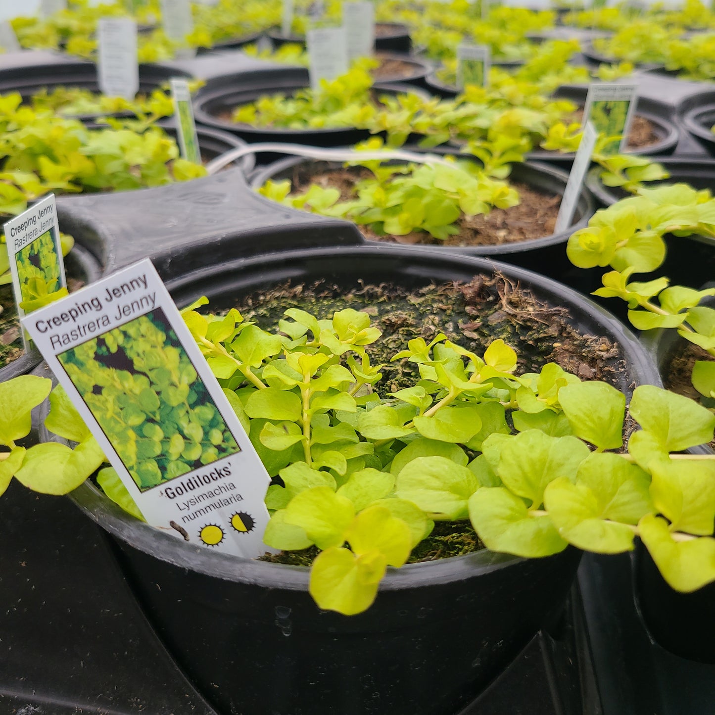 Creeping Jenny 'Goldilocks'