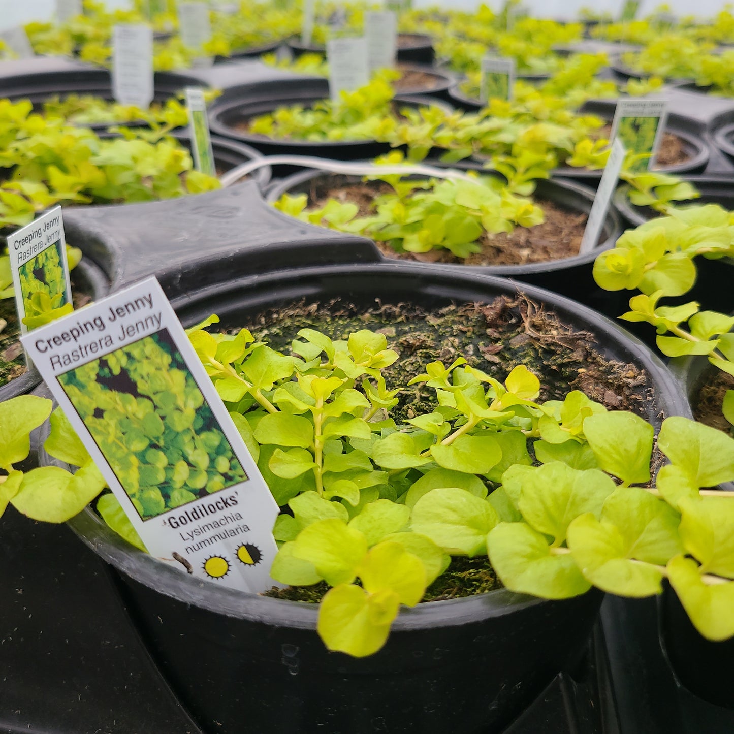 Creeping Jenny 'Goldilocks'