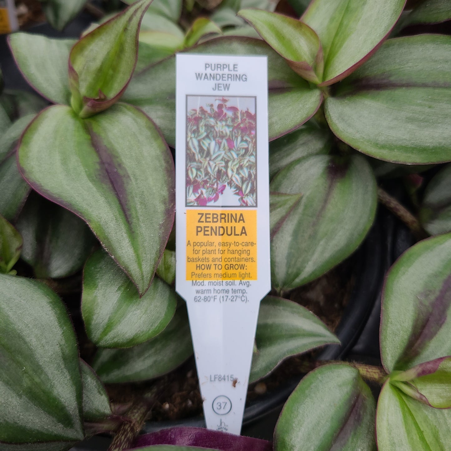 Wandering Jew 'Nanouk'