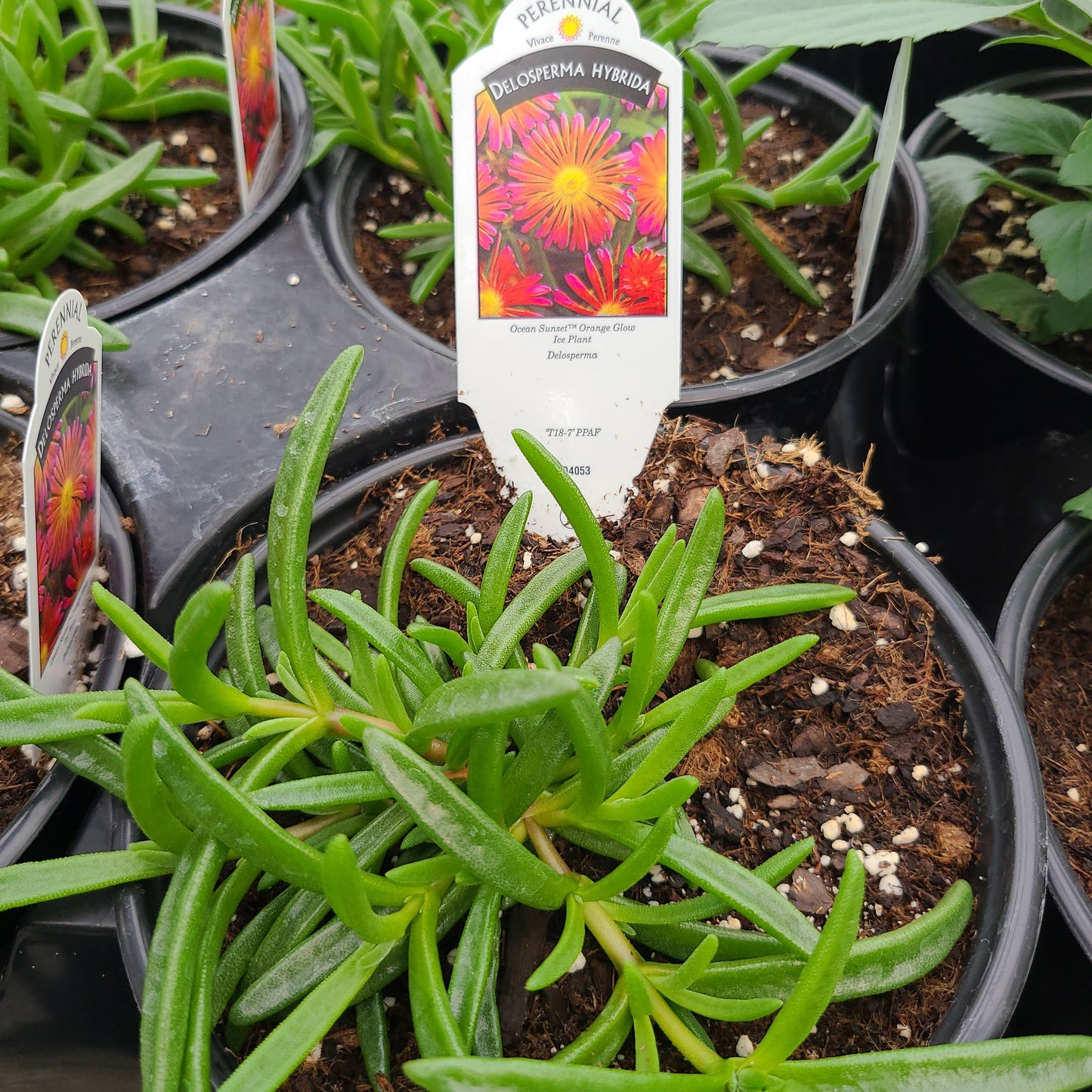 Delosperma Ocean Sunset Orange Glow