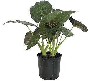 10" Pot Alocasia Regal Shields