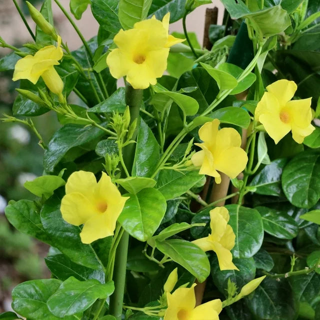 12" Hanging Basket Dipladenia Yellow