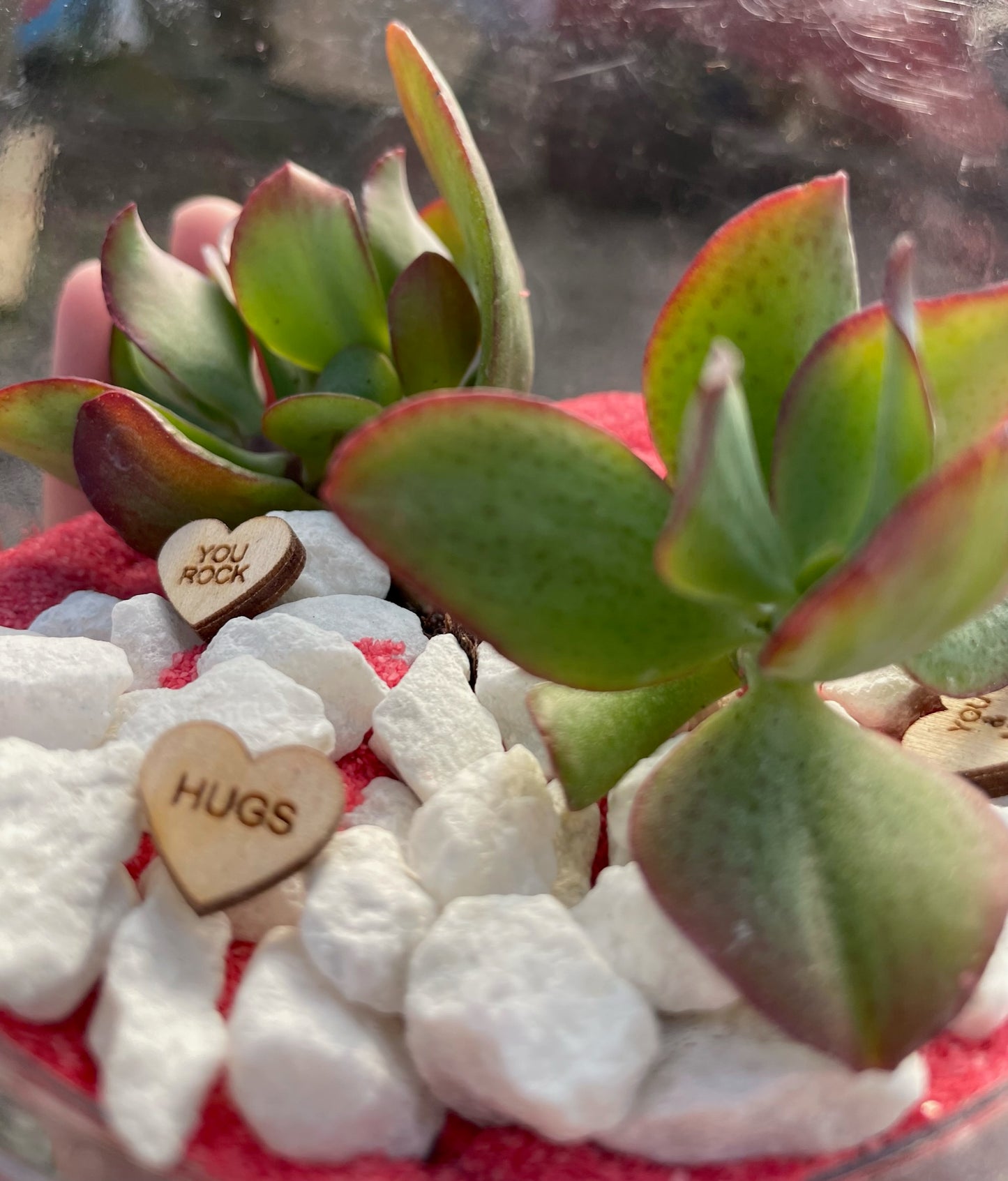Valentine’s Terrarium Kit: DIY