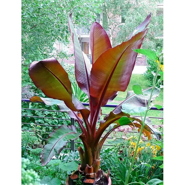 10" Pot Banana Ensete Maurelli