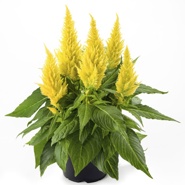 Celosia Kelos Fire Bright Mix