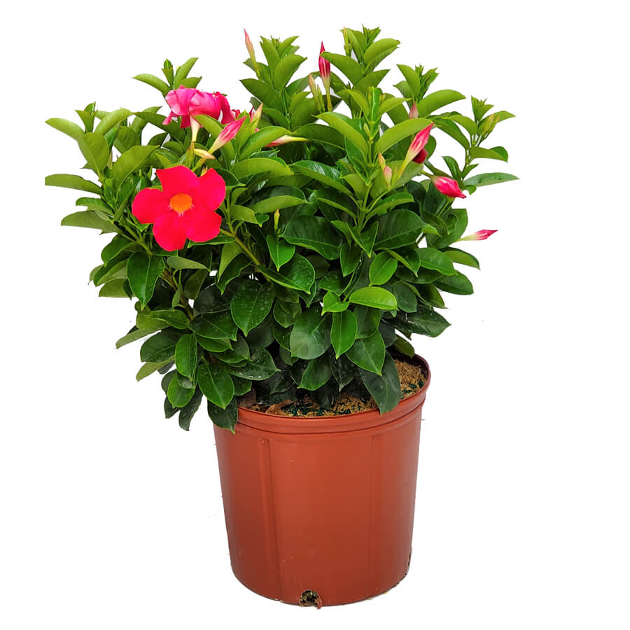 6" Pot Dipladenia Coral