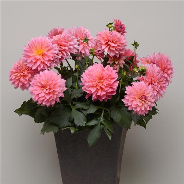 Dahlia Venti Mix