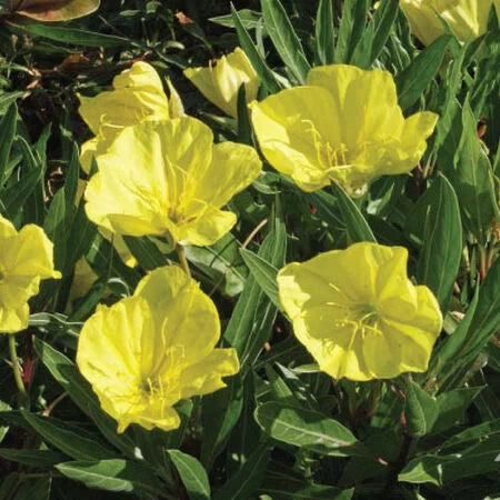 Evening Primrose