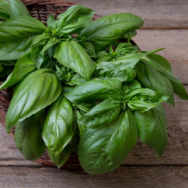 Rutgers Obsession Basil