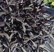Ipomoea Sweet Potato Vine Illusion Midnight Lace