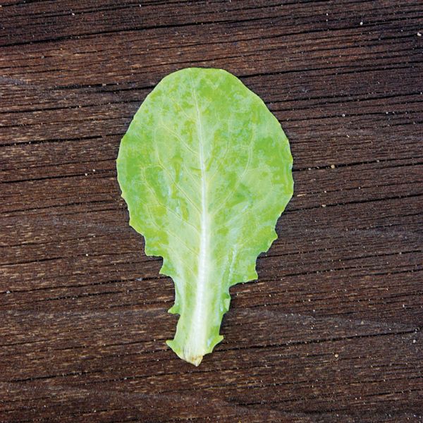 Jericho Romaine Lettuce