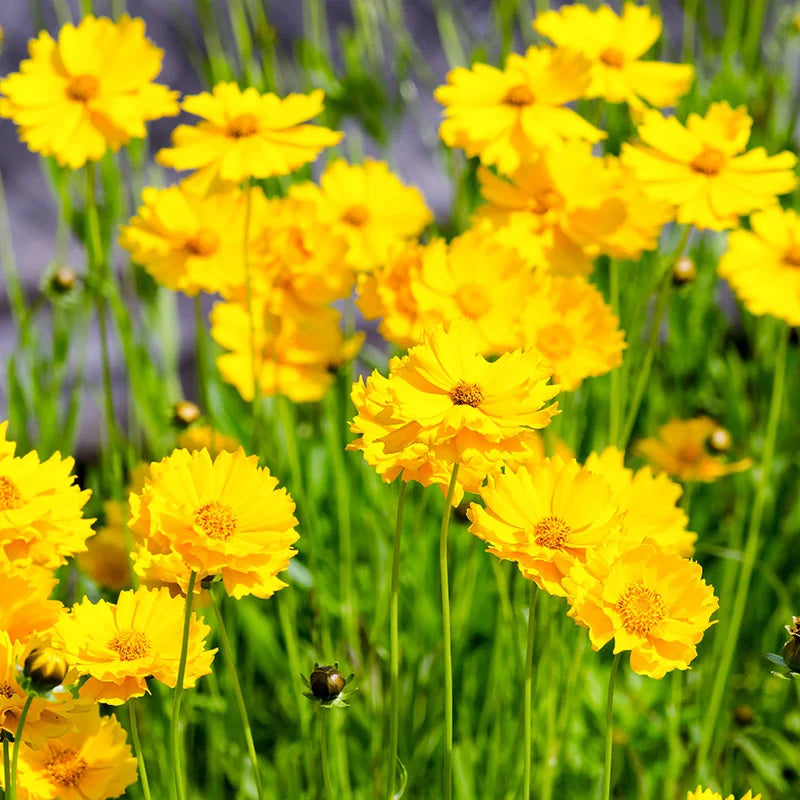 Lance Leaved Coreopsis