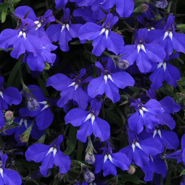 Lobelia Early Springs Blue