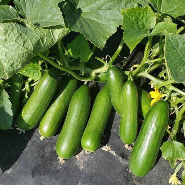 Minime F1 Cucumber: 10 seeds