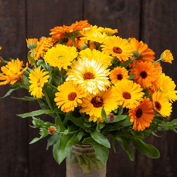 Pacific Beauty Calendula: 1/32 oz.