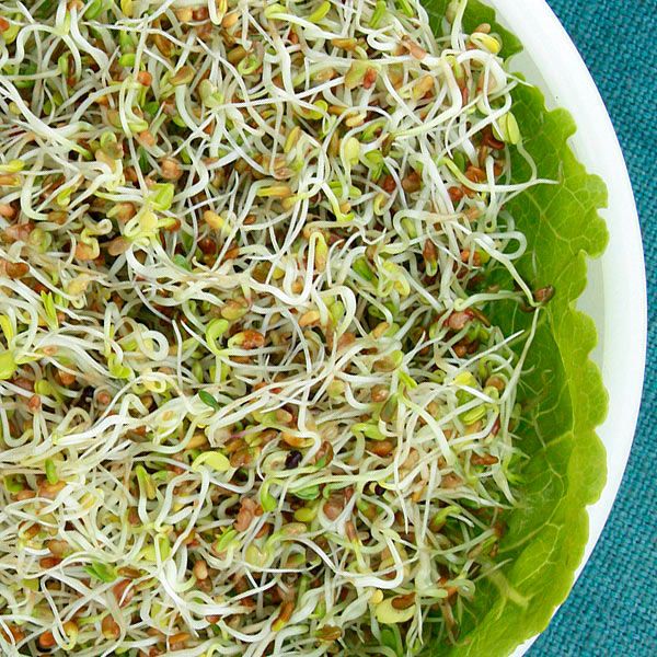 Sandwich Booster Mix Sprouting Seeds