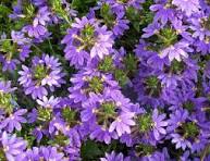 Scaevola Purple