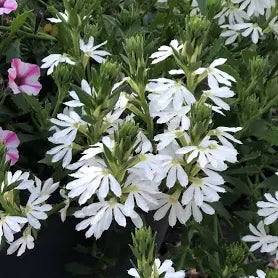 Scaevola White