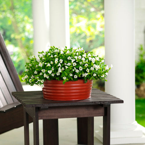 Torenia White Trailing