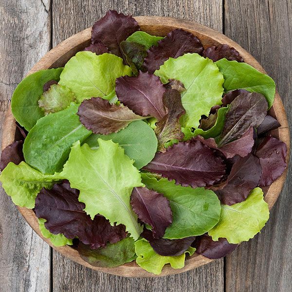 Yankee Hardy Blend Lettuce: 1/32 oz.