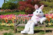 Bunny Picture