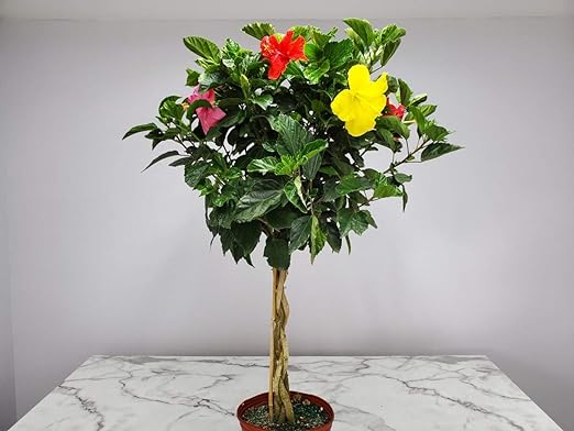 10" Pot Braided Hibiscus Tree Mixed Four Colors