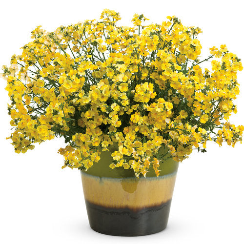Nemesia Sunsatia Yellow Lemon