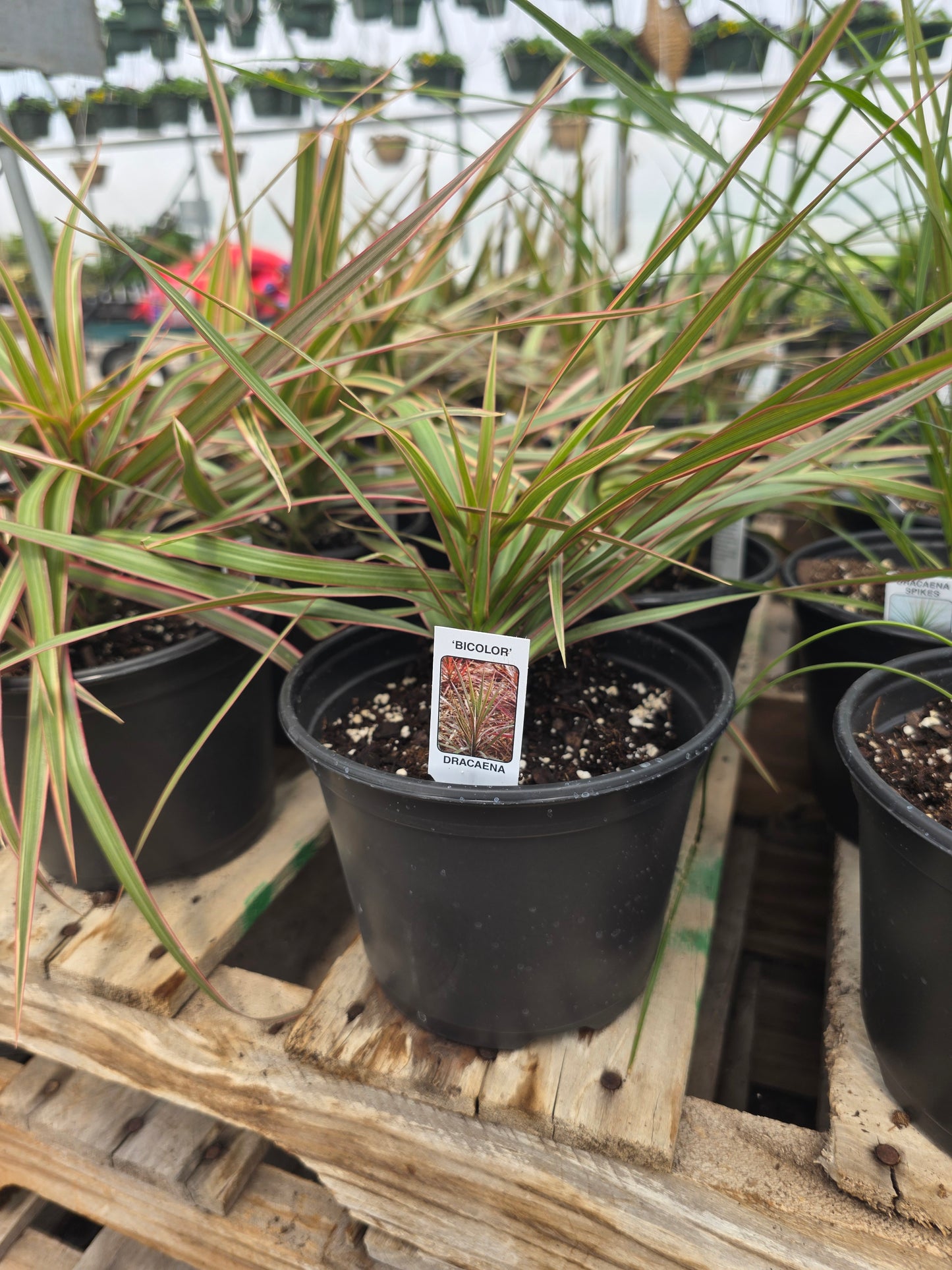Dracaena "Bi color"