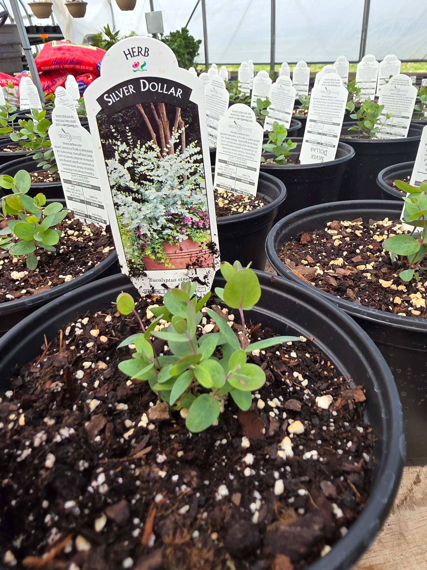 Eucalyptus 'Silver Dollar'