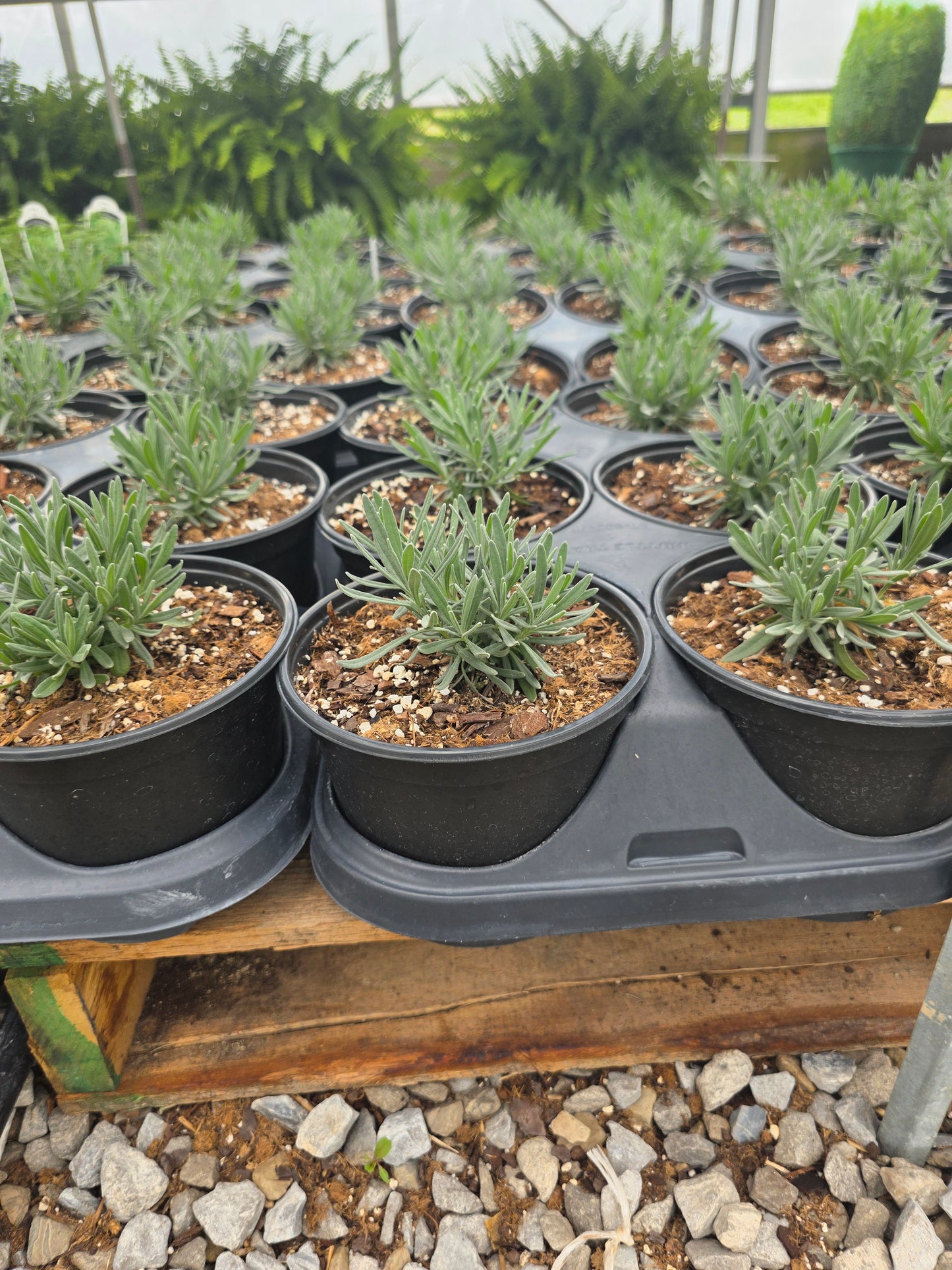 Spanish Lavender