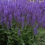 Salvia Mystic Spires