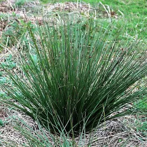 Assorted Grasses