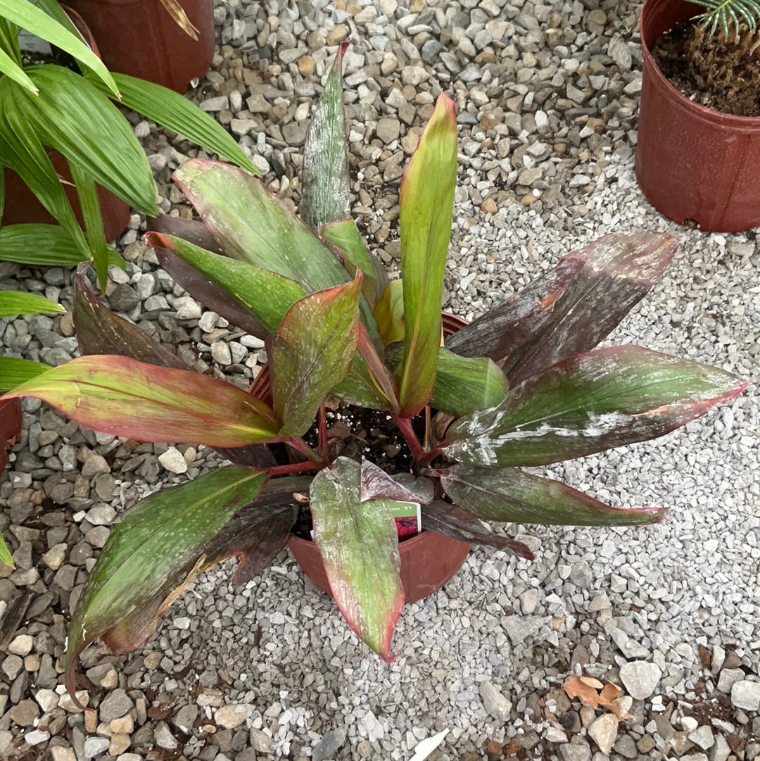 1 Gallon Hawaiian Cordyline
