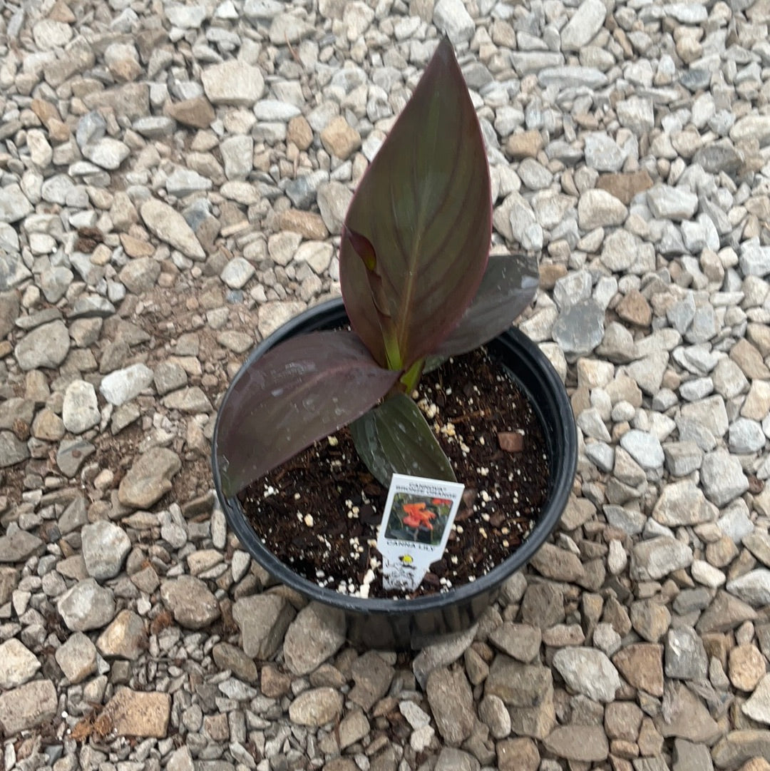 Canna Canova Sunrise assorted