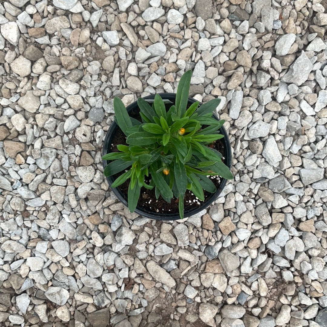 Bracteantha Mohave