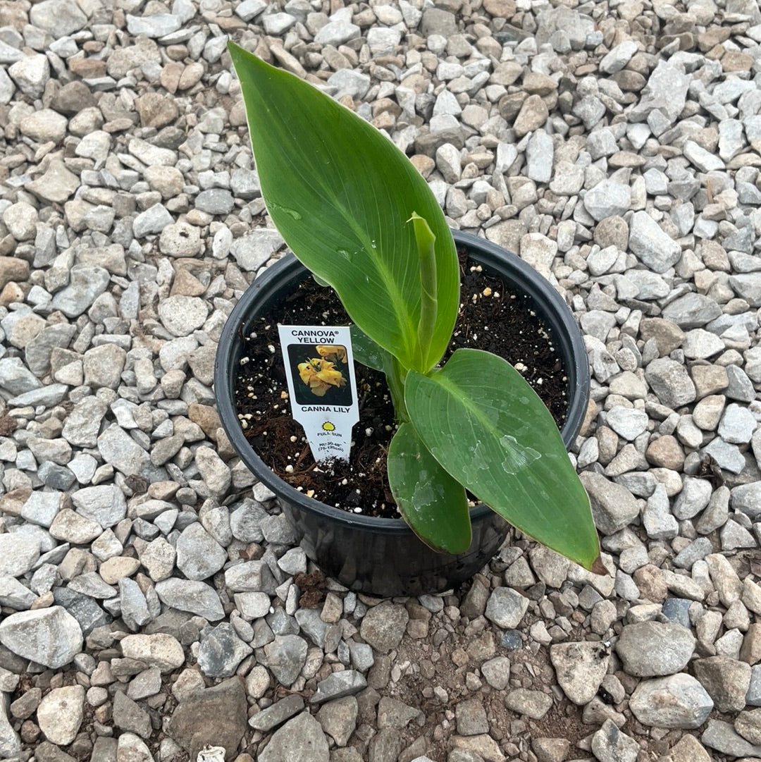 Canna Canova Sunrise assorted