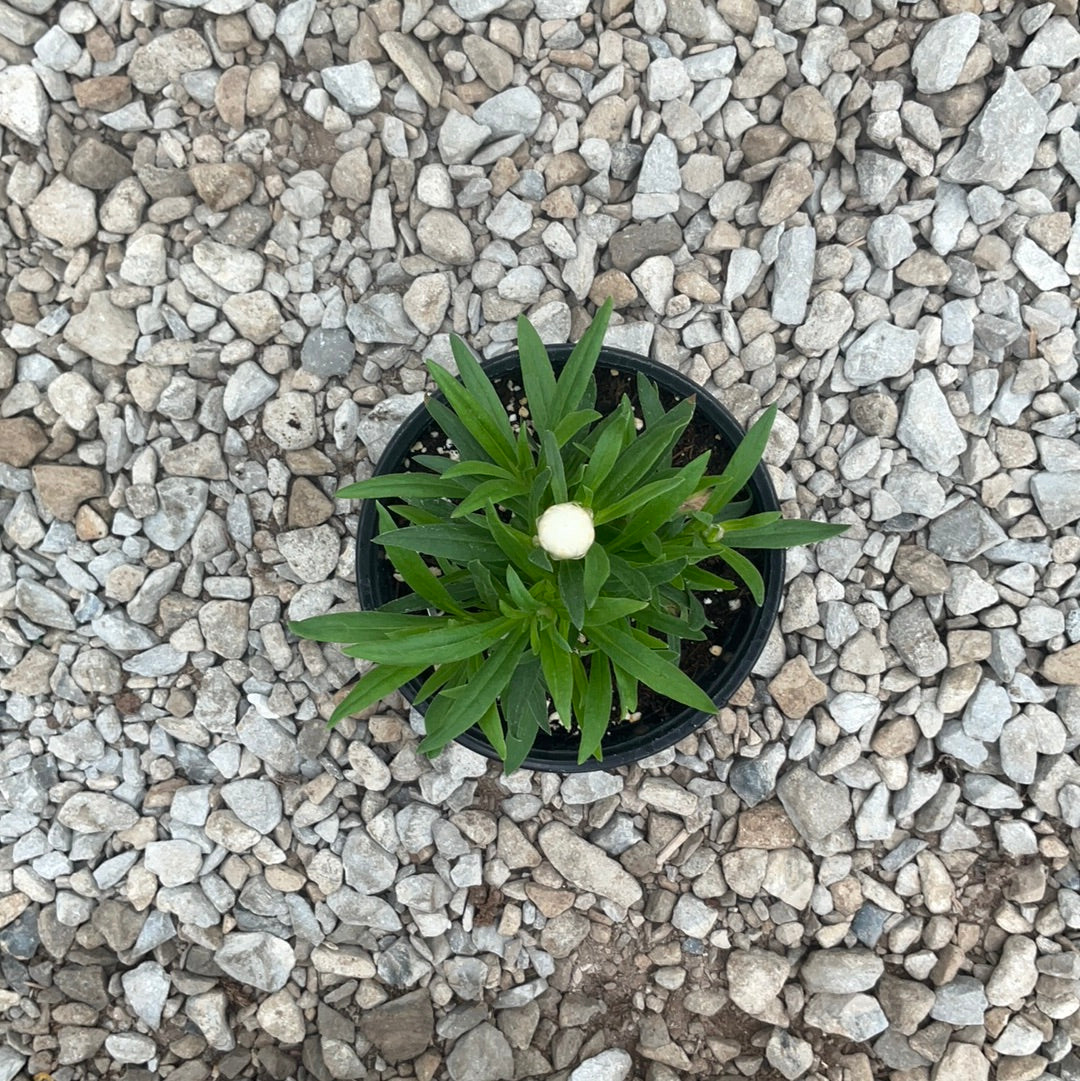 Bracteantha Mohave