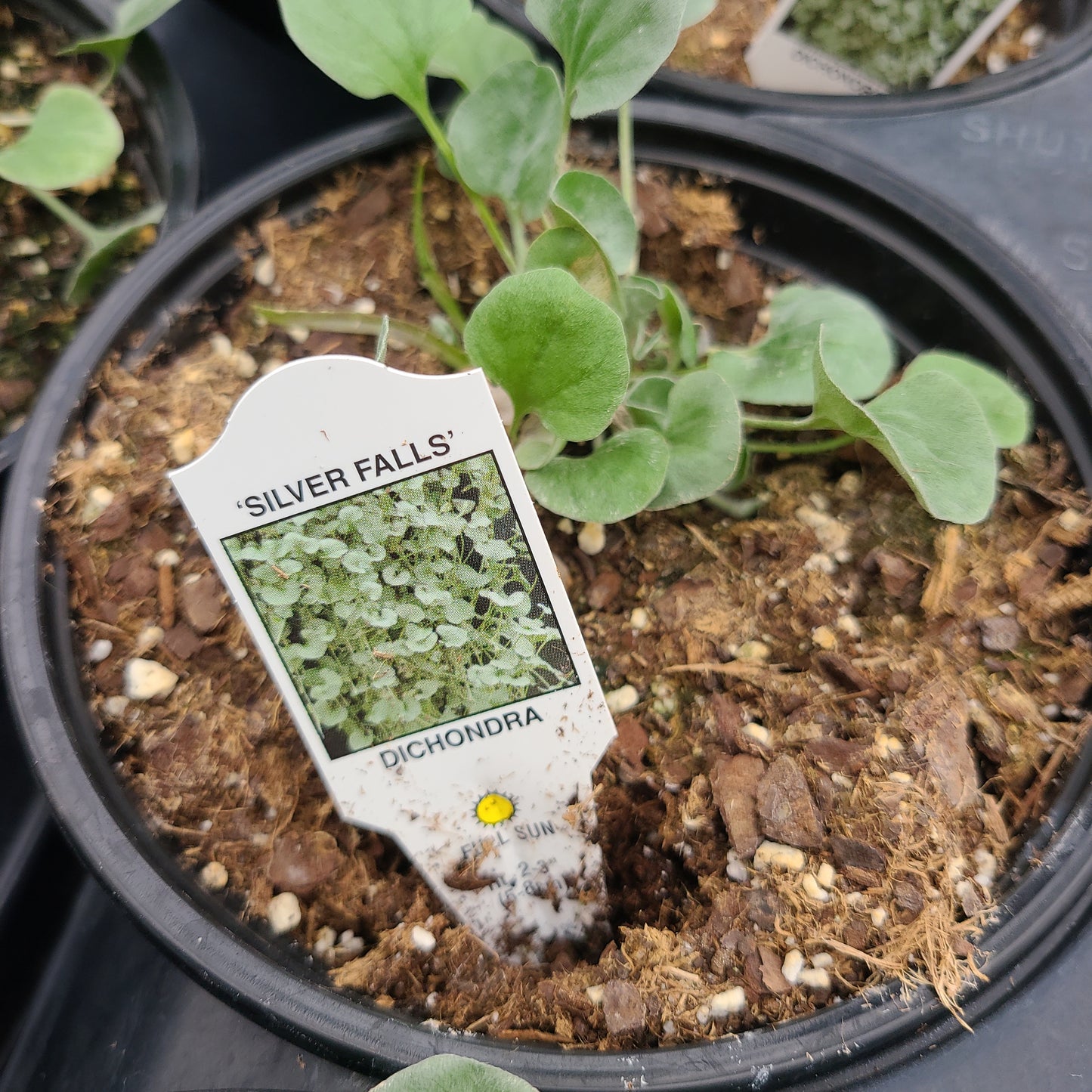 Silver Nickel Vine or Silver Falls Dichondra