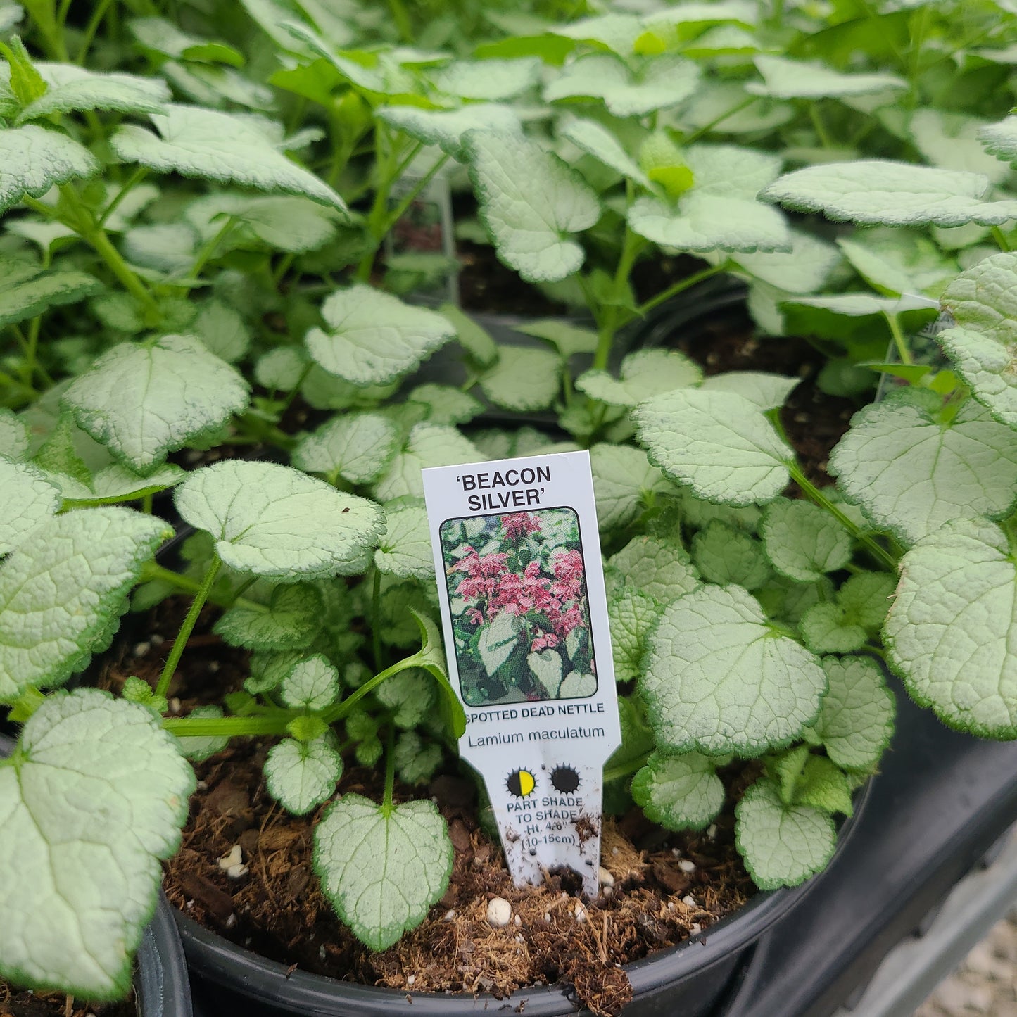 Lamium Beacon Silver