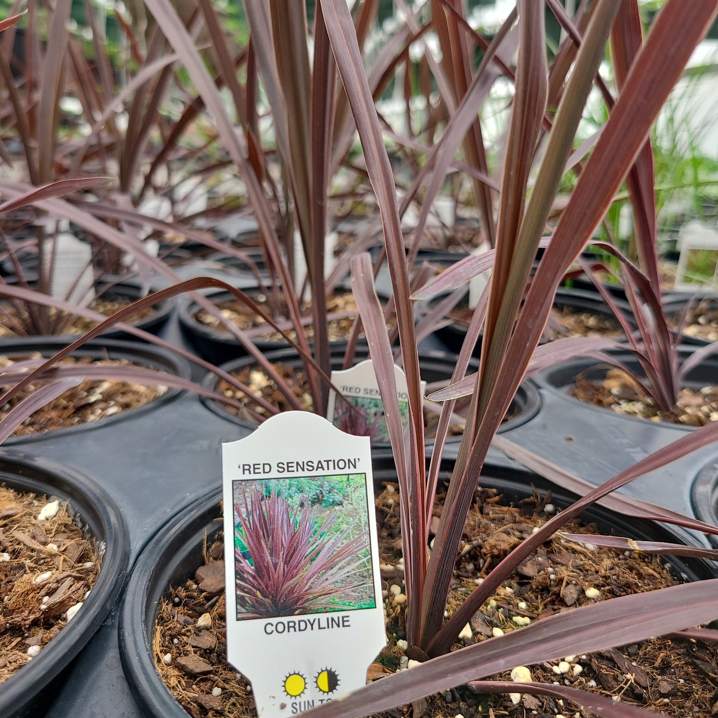 Cordyline Australis Mix