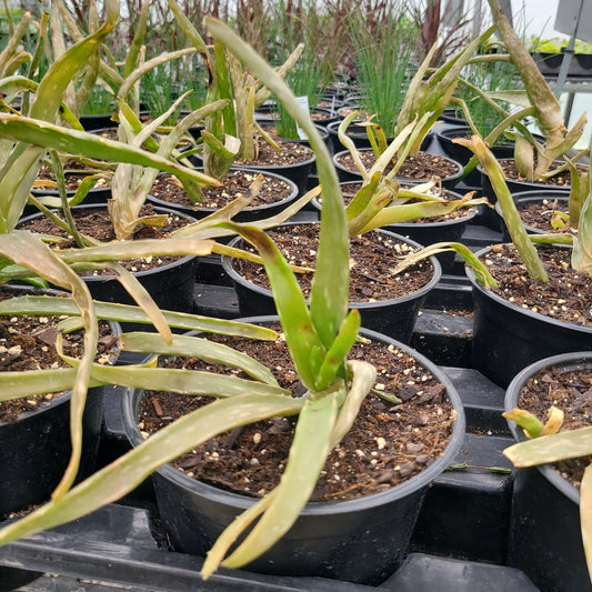 Aloe Vera