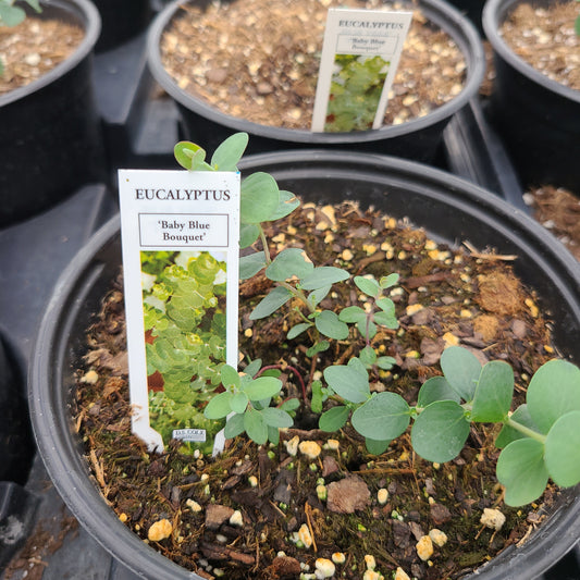 Eucalyptus 'Baby Blue Bouquet'