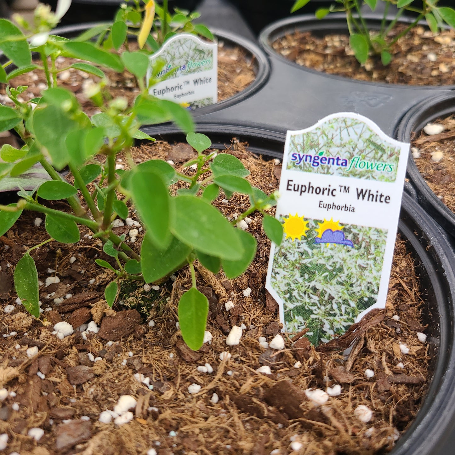 Euphoric White Euphorbia