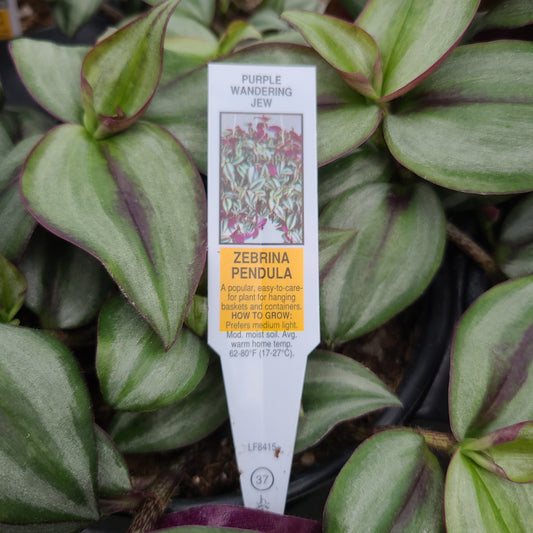 Wandering Jew 'Nanouk'