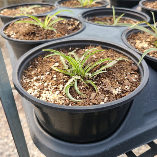 Spider Plant