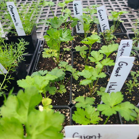 Giant Italian Flat Leaf Parsley