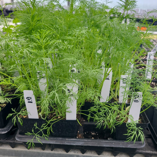 Dill Bouquet
