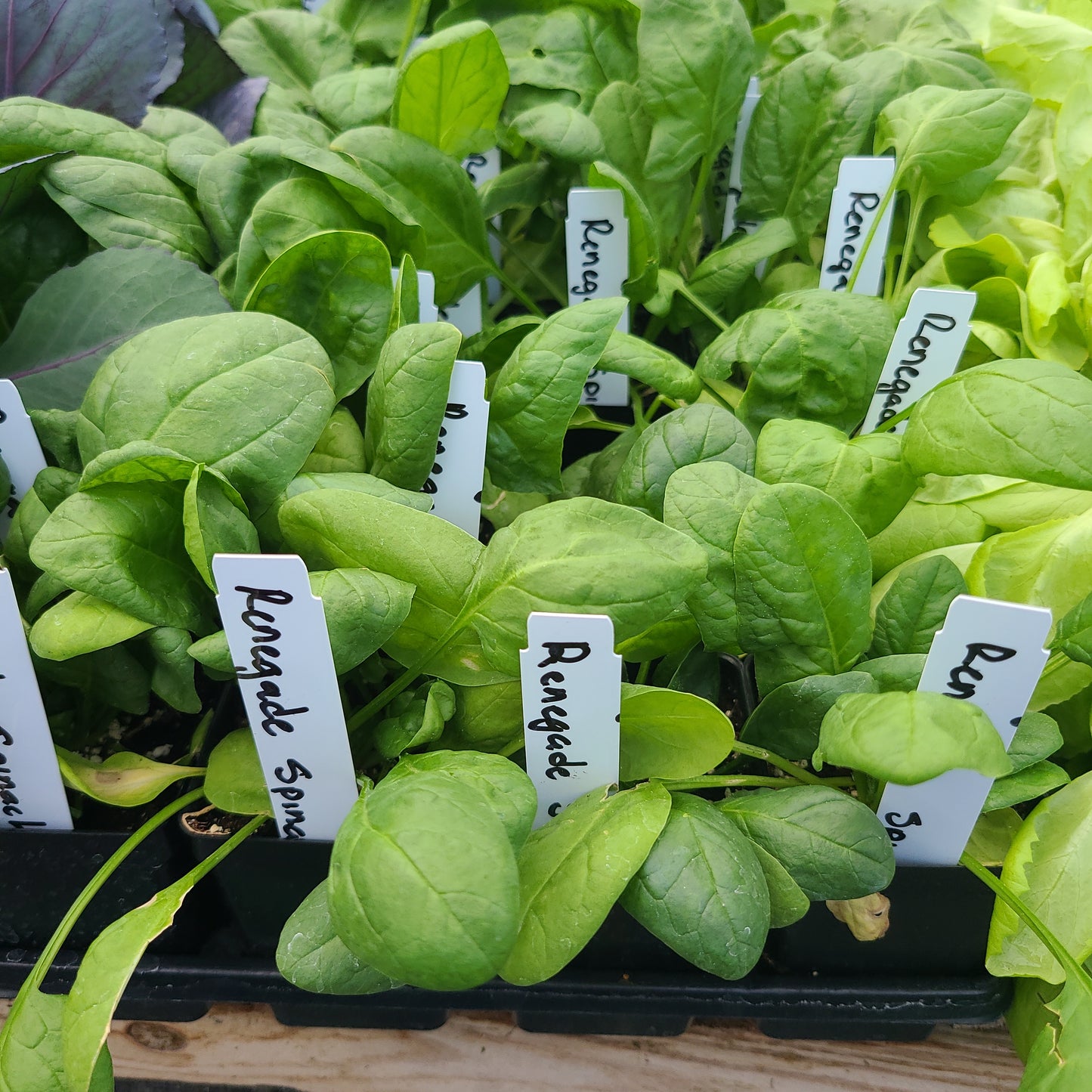 Spinach Renegade