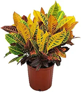 1 Gallon Croton Magnificent