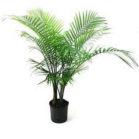 3 gallon Adonidia Palm